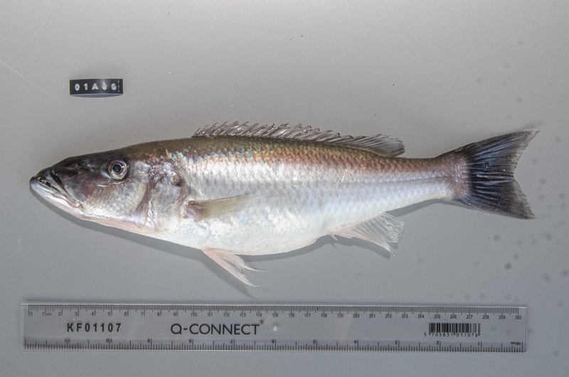 Rhamphochromis sp. 'nkhwazi'